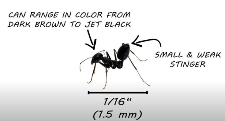Black Ants Bites