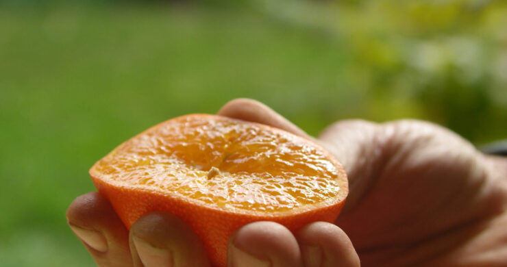 Citrus Fruits - Diet for Nose Sores Healing